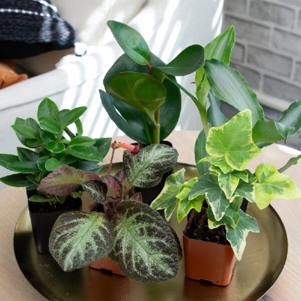 Altman Plants Live Houseplants in 2