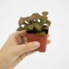 Altman Plants Live Houseplants in 2
