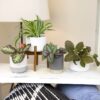 Altman Plants Live Houseplants in 2