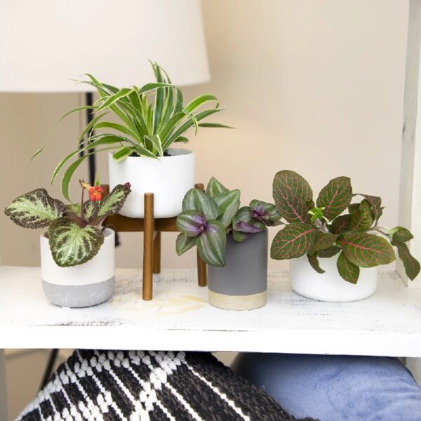 Altman Plants Live Houseplants in 2