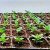 10lb of  100% Organic Coco Coir Bricks with Low EC and pH Balance High Expansion Coco Fiber for Herbs, Flowers,Plants Gardening Renewable Coconut Soil