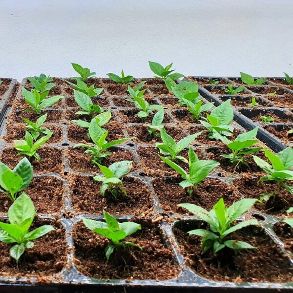 10lb of  100% Organic Coco Coir Bricks with Low EC and pH Balance High Expansion Coco Fiber for Herbs, Flowers,Plants Gardening Renewable Coconut Soil